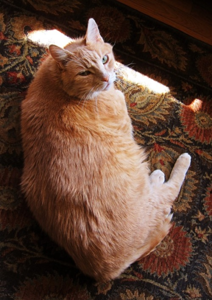 File:Maurice-missing.png